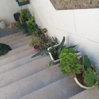 گلها خوب کبودجا دونه ۳۰تومان|گل و گیاه طبیعی|ابهر, |دیوار