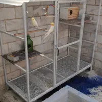 پرنده و قفس|پرنده|تهران, مینای شمالی (مخبر)|دیوار