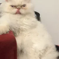 همالین یک ساله