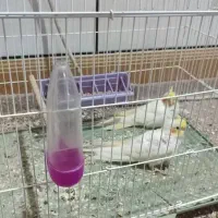 دو جفت عروس هلندی لوتینو|پرنده|هندیجان, |دیوار