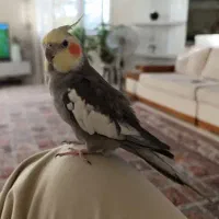 عروس هلندی نر سخنگو|پرنده|کرمانشاه, |دیوار