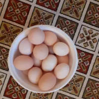 تخم مرغ محلی