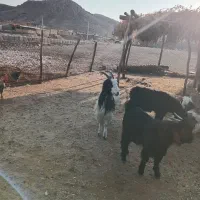 فروش کره و تیشتر