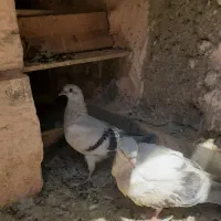 جوجه کبوتر شامی