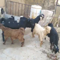 فروش حیوان|حیوانات مزرعه|بوشکان, |دیوار
