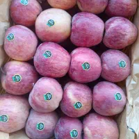 سیب عمده کوهستان پیرانشهر