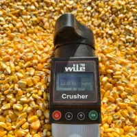 ذرت روس و ذرت برزیلی درجه یک