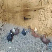 کبوتر