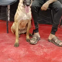 آموزش سگ های خانگی و نگهبان|خدمات پیشه و مهارت|داراب, |دیوار