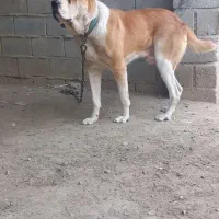 سگ آلابای نر