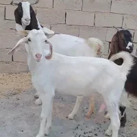 فروش ۳راس بز سالار
