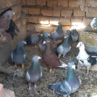 کبوتر پلاکی|پرنده|مرودشت, دولت آباد|دیوار