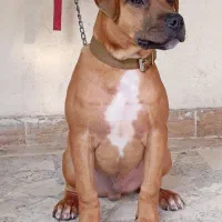 سگ پیتبول|سگ|ساری, |دیوار