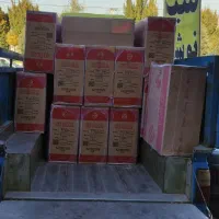 پخش دستکش سیگما