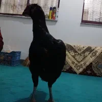 مرغ لاری یکدست سیاه
