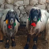 7عدد میش تخمی گلچین آبستن سنگین