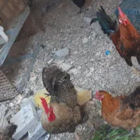 مرغ و خروس محلی