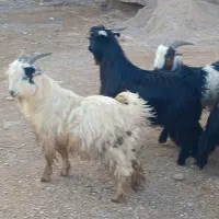 بیگ چاق|حیوانات مزرعه|گتوند, |دیوار