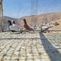 کبوتر|پرنده|شیراز, سعدیه شمالی|دیوار