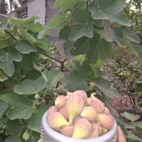 فروش فوری باغچه شهری با  امتیاز  آب .