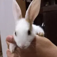 بچه خرگوش