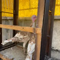 بوقلمون ۸ ماهه|حیوانات مزرعه|تهران, پامنار|دیوار