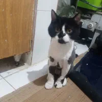 دوتا گربه پرشین رایگان