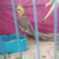 معاوضه پرنده