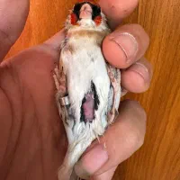 سهره چونه سفید