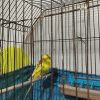 مرغ عشق