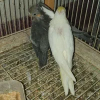 عروس هلندی سرلاکی|پرنده|کنگاور, |دیوار