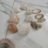 وسایل آکواریوم|ماهی|قدس, شهرقدس|دیوار