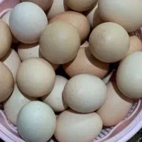 تخم مرغ محلی|خوردنی و آشامیدنی|تاکستان, |دیوار