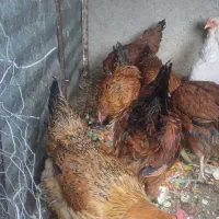 مرغ محلی تخم گذار|حیوانات مزرعه|جغتای, |دیوار