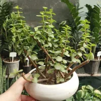 فروش گل و گیاه با بهترین کیفیت و قیمت مناسب|گل و گیاه طبیعی|مشهد, چهارچشمه|دیوار