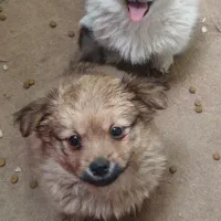 سگ خونگی|سگ|دره شهر, |دیوار