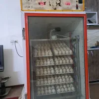 جوجه بوقلمون یک روزه