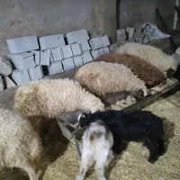 گوسفند و بره|حیوانات مزرعه|ثلاث باباجانی, |دیوار