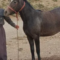 اسب مادیان کره