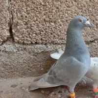 کبوتر الماسی نر