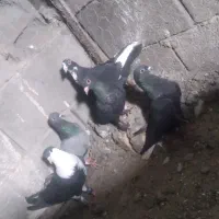 کبوتر|پرنده|زاهدان, |دیوار