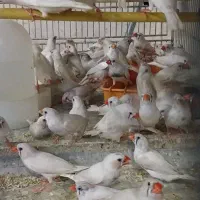 فنچ زبرا ( تعداد)