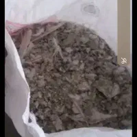 زل کبوترخشک خشک