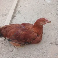 ۳عدد خروس جوان|حیوانات مزرعه|نهاوند, |دیوار
