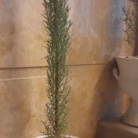 گیاه و گلدان سرو|گل و گیاه طبیعی|قم, شاه ابراهیم|دیوار