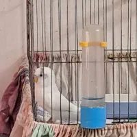 فروش مرغ عشق ماده جوان و ارزان|پرنده|تهران, شاهین|دیوار