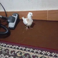 کفتر طوقی زرد|پرنده|گالیکش, |دیوار