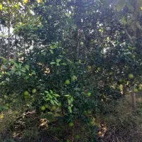 پرتقال تامسون تقربا زرد شدش پوست نازک شیرین ۴۵۰۰۰|خوردنی و آشامیدنی|هادی شهر, |دیوار