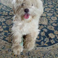 سگ نژاد لهاسا