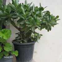 تعدادی گل زیبا|گل و گیاه طبیعی|رشت, آتشگاه|دیوار